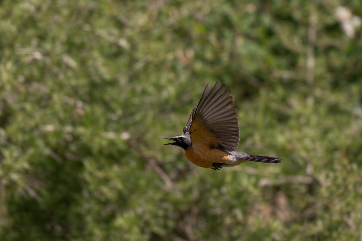 DPPhotography - Uzbekistan - White-throated robin - I.jpg - White-throated robin in flight - Takhta-Karacha Pass, Uzbekistan