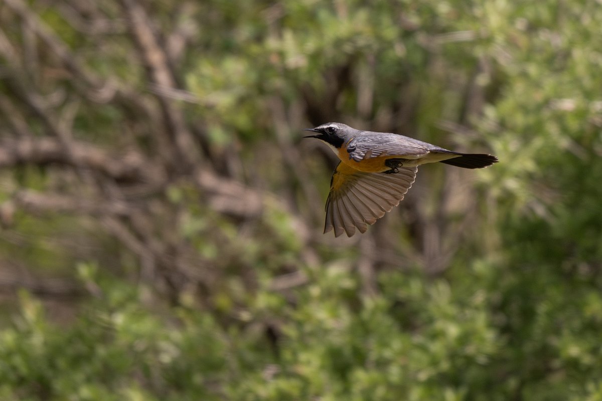 DPPhotography - Uzbekistan - White-throated robin - J.jpg - White-throated robin in flight - Takhta-Karacha Pass, Uzbekistan