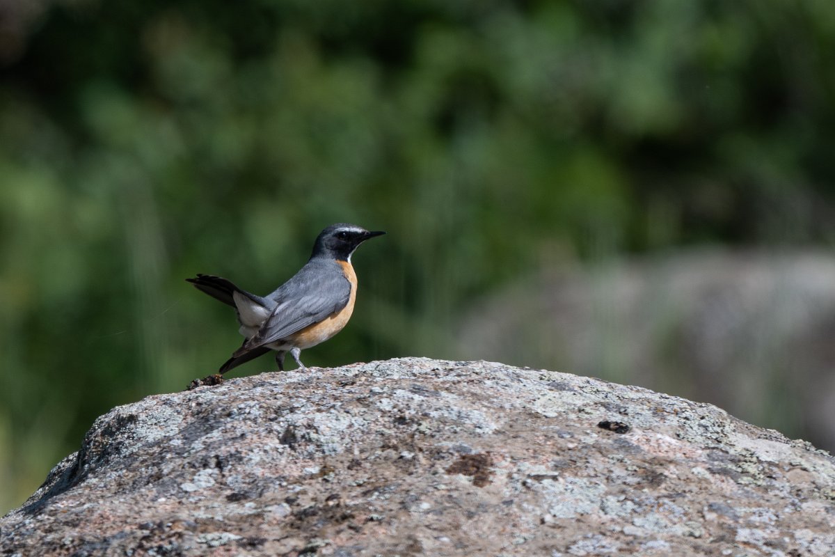 DPPhotography - Uzbekistan - White-throated robin - K.jpg - White-throated robin - Takhta-Karacha Pass, Uzbekistan