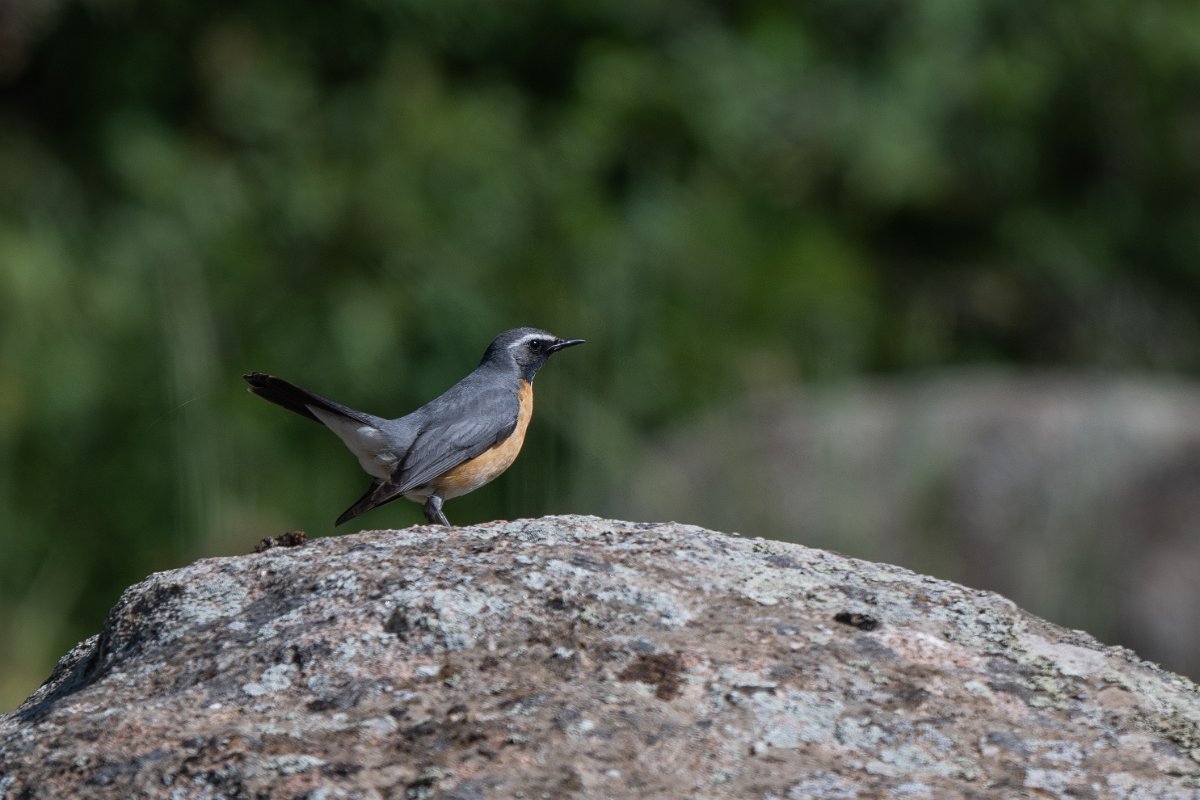 DPPhotography - Uzbekistan - White-throated robin - L.jpg - White-throated robin - Takhta-Karacha Pass, Uzbekistan
