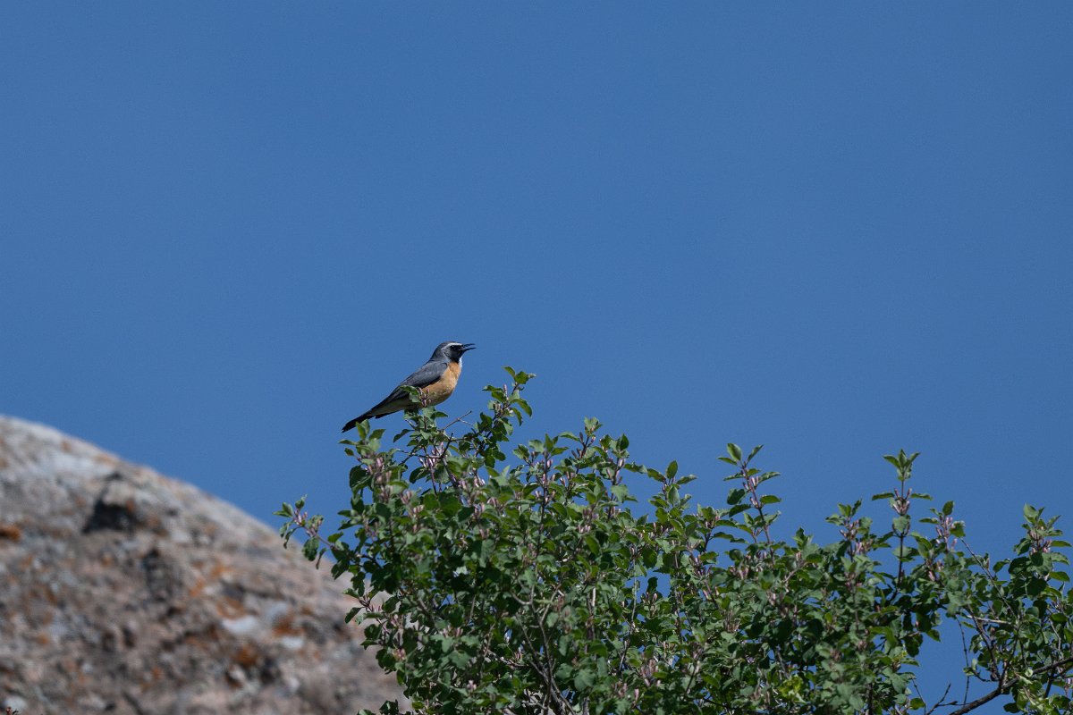 DPPhotography - Uzbekistan - White-throated robin - M.jpg - White-throated robin - Takhta-Karacha Pass, Uzbekistan