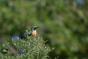 DPPhotography - Uzbekistan - White-throated robin - A