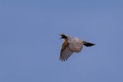 DPPhotography - Uzbekistan - White-throated robin - F