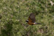 DPPhotography - Uzbekistan - White-throated robin - I