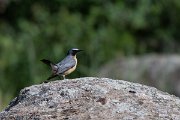 DPPhotography - Uzbekistan - White-throated robin - K