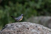 DPPhotography - Uzbekistan - White-throated robin - L