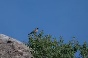 DPPhotography - Uzbekistan - White-throated robin - M