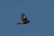 DPPhotography - Uzbekistan - White-winged grosbeak - A
