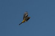 DPPhotography - Uzbekistan - White-winged grosbeak - B