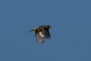 DPPhotography - Uzbekistan - White-winged grosbeak - C