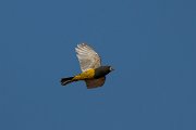 DPPhotography - Uzbekistan - White-winged grosbeak - D