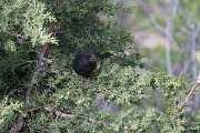 DPPhotography - Uzbekistan - White-winged grosbeak - E