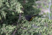DPPhotography - Uzbekistan - White-winged grosbeak - F