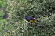 DPPhotography - Uzbekistan - White-winged grosbeak - G