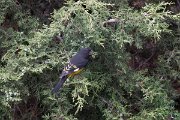DPPhotography - Uzbekistan - White-winged grosbeak - H