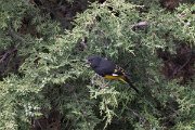 DPPhotography - Uzbekistan - White-winged grosbeak - I