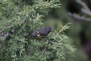 DPPhotography - Uzbekistan - White-winged grosbeak - J