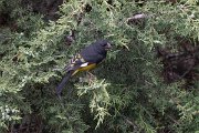 DPPhotography - Uzbekistan - White-winged grosbeak - K