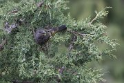 DPPhotography - Uzbekistan - White-winged grosbeak - L