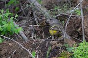 DPPhotography - Uzbekistan - White-winged grosbeak - M