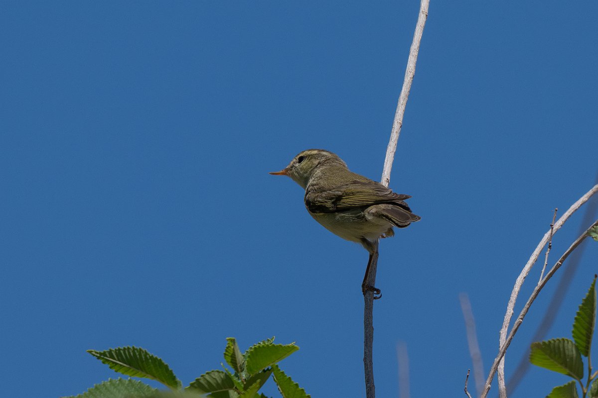 DPPhotography - Uzbekistan - Willow warbler - C.jpg - Willow warbler - Kyzylkum Desert, Uzbekistan