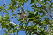 DPPhotography - Uzbekistan - Willow warbler - B