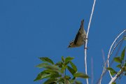DPPhotography - Uzbekistan - Willow warbler - D