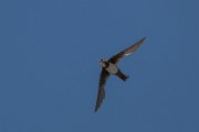 Alpine swift