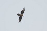 Bearded vulture