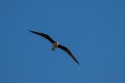 Black-winged pratincole
