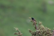 Black redstart