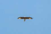 Booted eagle