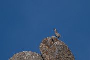 Chukar