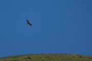 Common buzzard