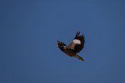 Common myna