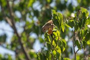 Common rosefinch