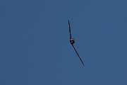 Common swift