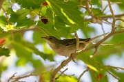 Common whitethroat