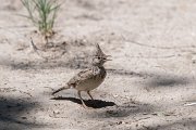 Crested lark