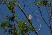 Desert finch