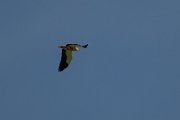 Egyptian vulture