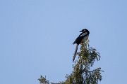 Eurasian magpie