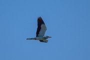 European roller
