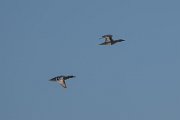 Garganey