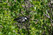 Great tit