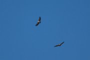 Griffon vulture