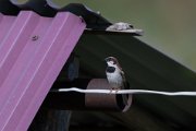 House sparrow
