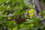 Indian golden oriole