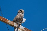 Little owl