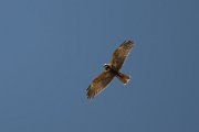 Marsh harrier